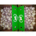 Hot Sale Normal White Garlic